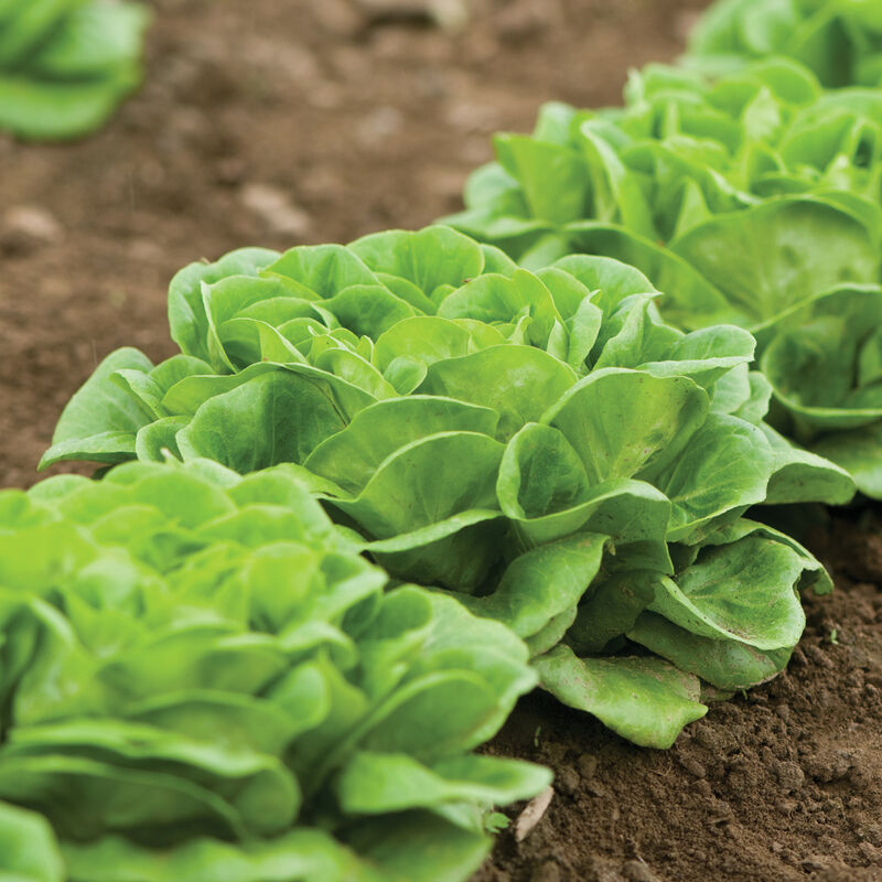 Salanova&reg; Green Butter Salanova&reg; Lettuce