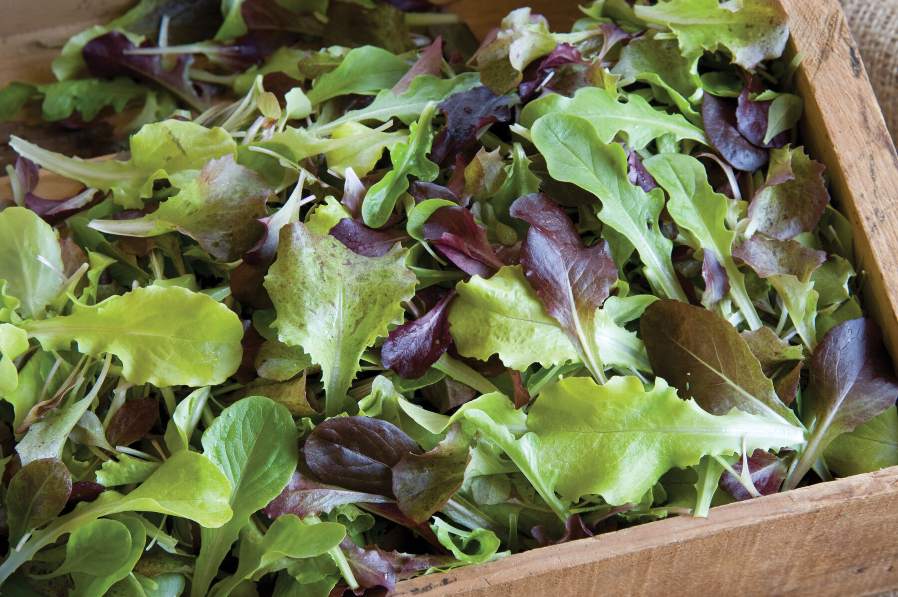 Allstar Gourmet Lettuce Mix Lettuce Mixes