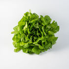 Salanova&reg; Hydroponic Green Oakleaf Salanova&reg; Lettuce