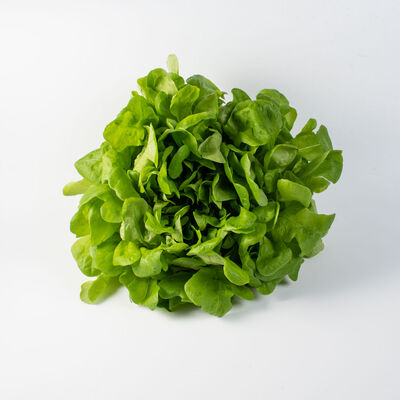 Salanova&reg; Hydroponic Green Oakleaf Salanova&reg; Lettuce
