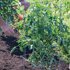 Tomato Cages &ndash; 40" Cages & Fences