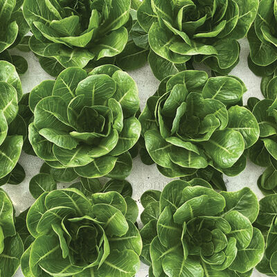 Rabello Romaine Lettuce (Cos)