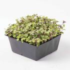 5x5 Inserts &ndash; 5 Count Microgreens Supplies
