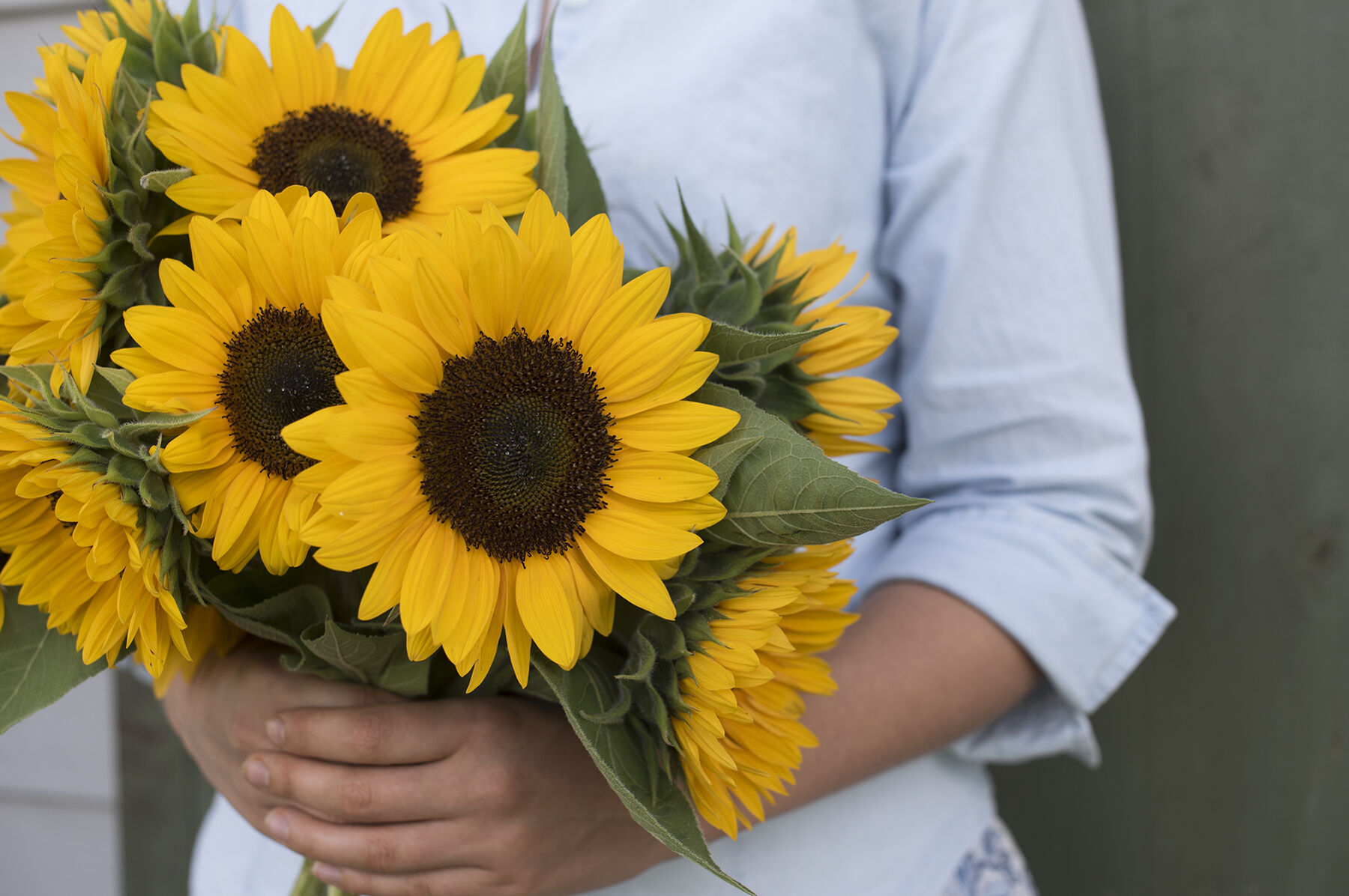 Sunrich Orange Summer Tall Sunflowers