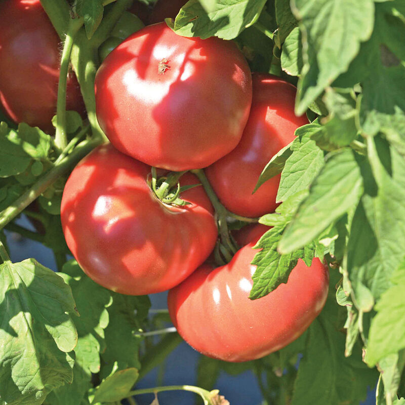 Abigail Beefsteak Tomatoes