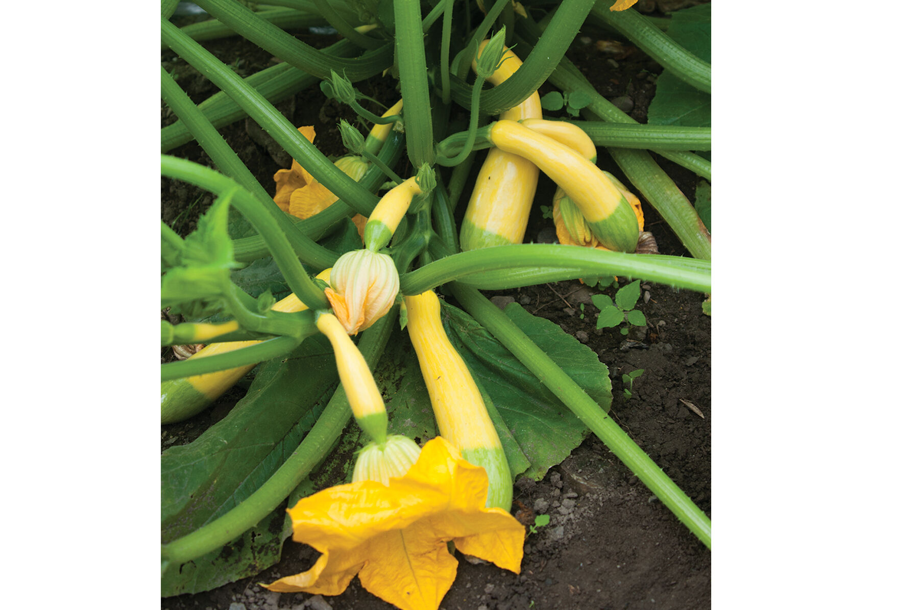 Zephyr Summer Squash