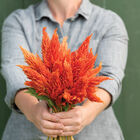 Sunday&trade; Orange Celosia