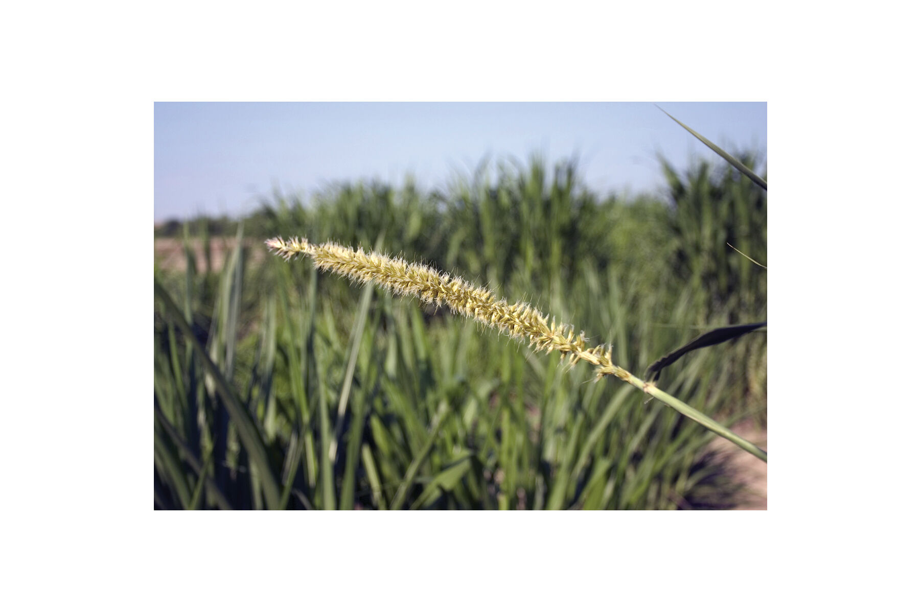 Hybrid Pearl Millet Millet