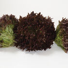 Salanova&reg; Red Sweet Crisp Salanova&reg; Lettuce