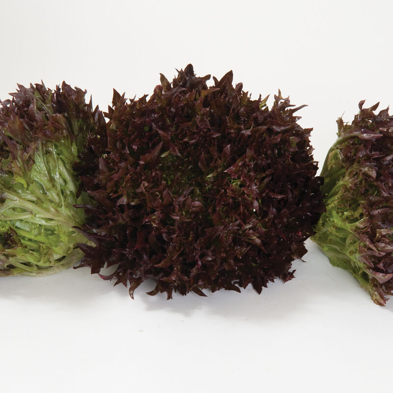 Salanova&reg; Red Sweet Crisp Salanova&reg; Lettuce