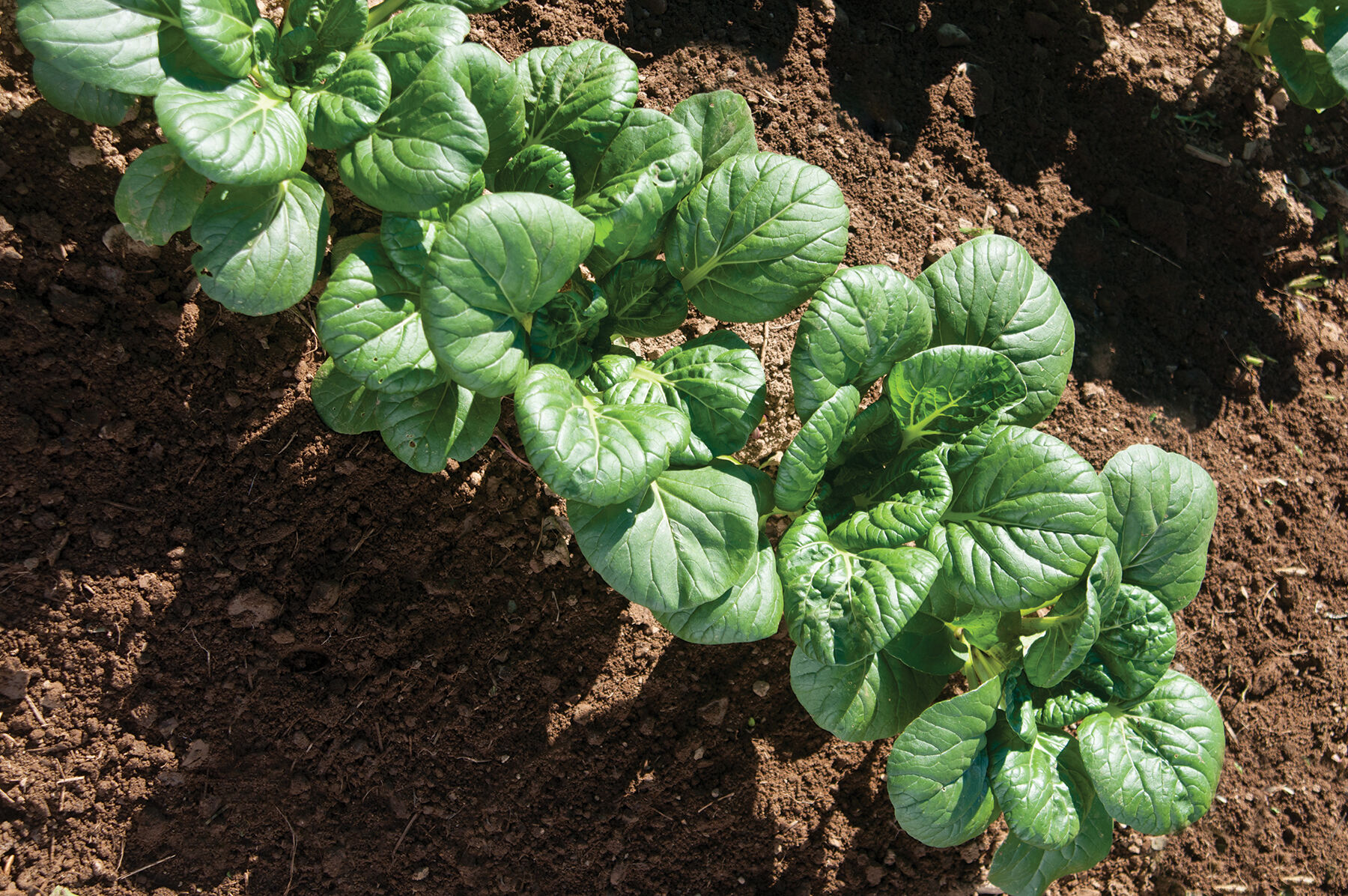 Koji Asian Greens