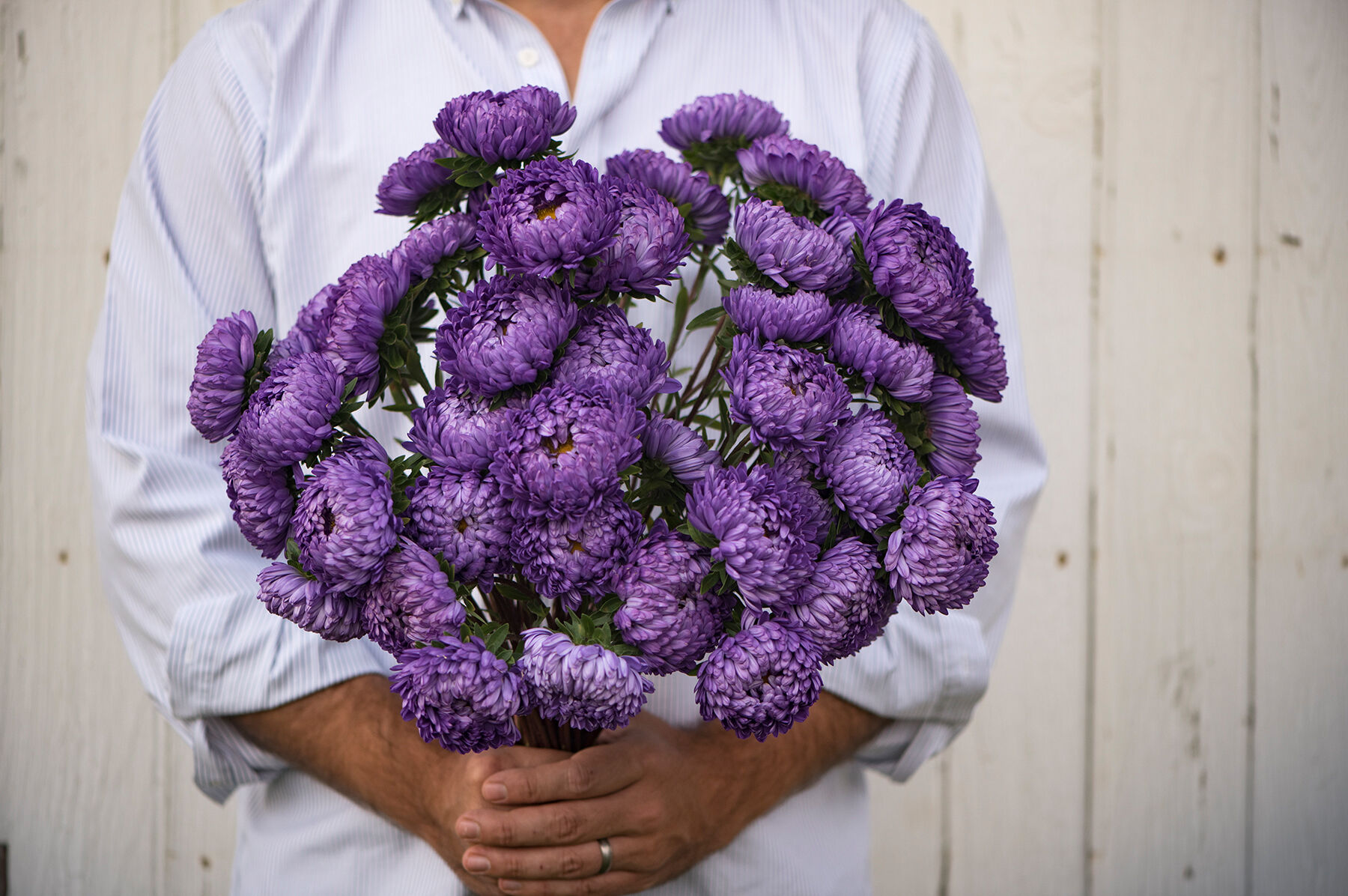 Tower Blue Aster