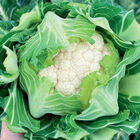 Harlyn Standard Cauliflower