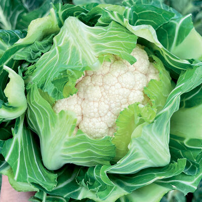 Harlyn Standard Cauliflower