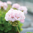 Maverick&trade; Appleblossom Geranium (Pelargonium)