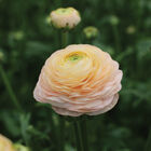 Romance&trade; Salerno&reg; Ranunculus