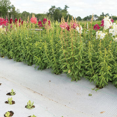 Reflective White/Black Ground Cover &ndash; 3' x 300' Fabric Mulch