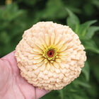 Linen Johnny's Zinnias