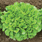 Salanova&reg; Green Oakleaf Salanova&reg; Lettuce