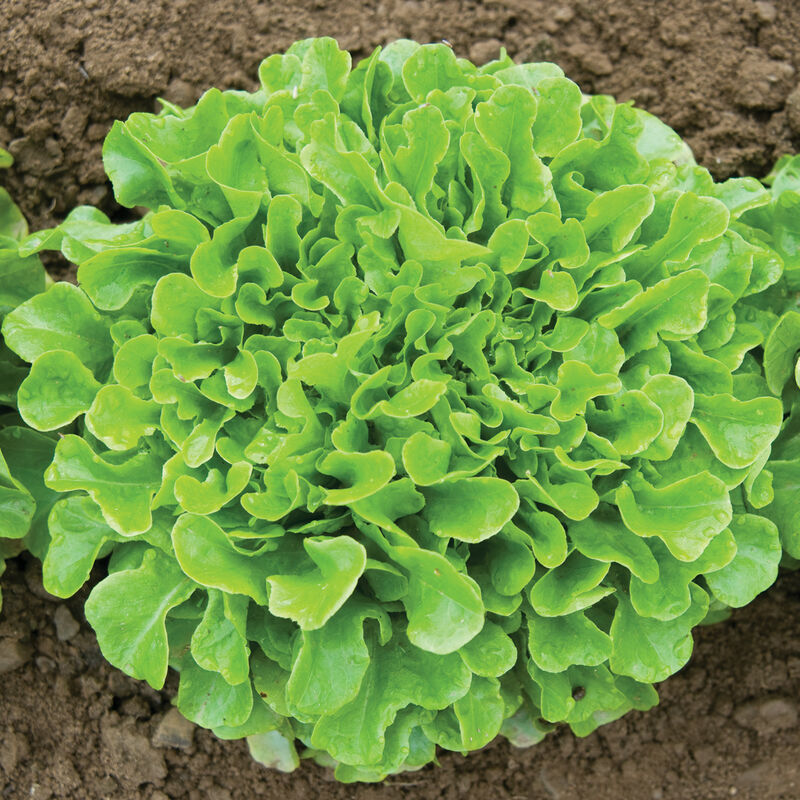 Salanova&reg; Green Oakleaf Salanova&reg; Lettuce