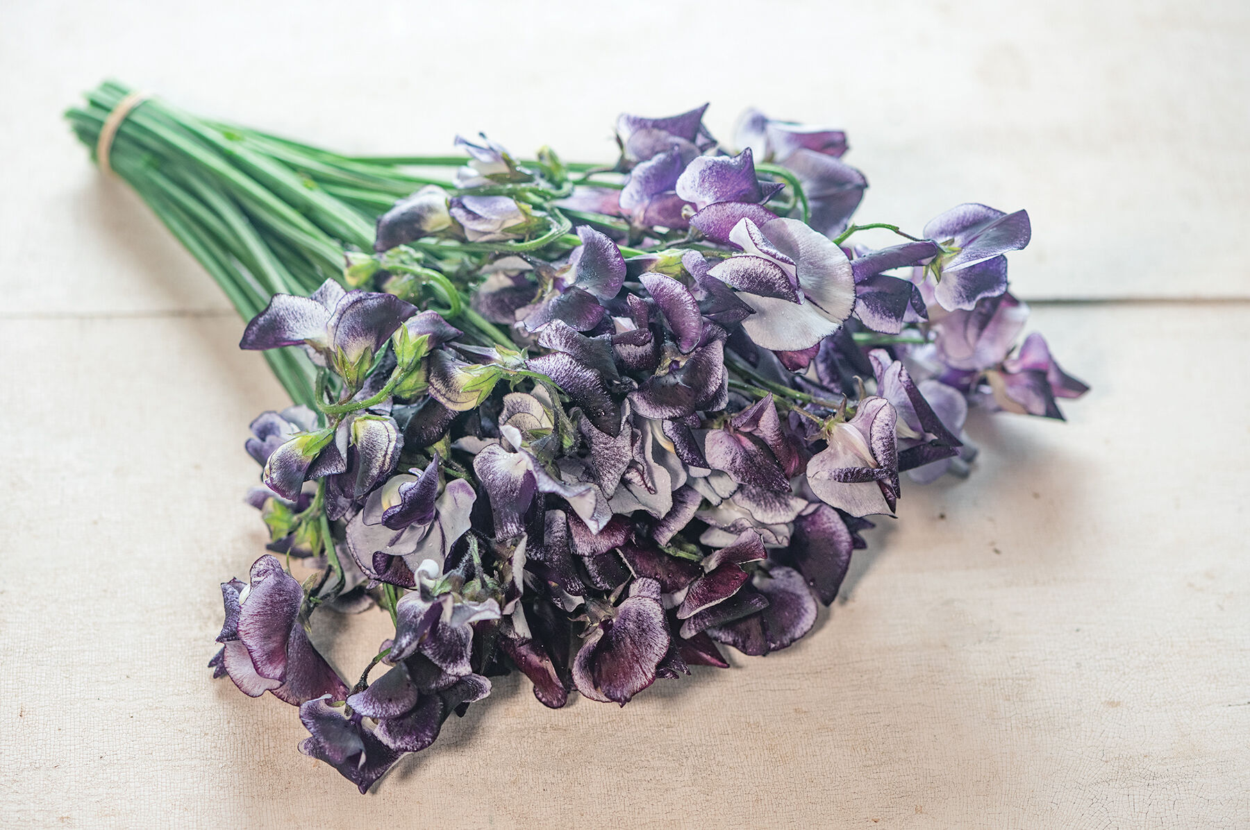 Nimbus Sweet Peas