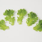 Salanova&reg; Green Sweet Crisp Salanova&reg; Lettuce