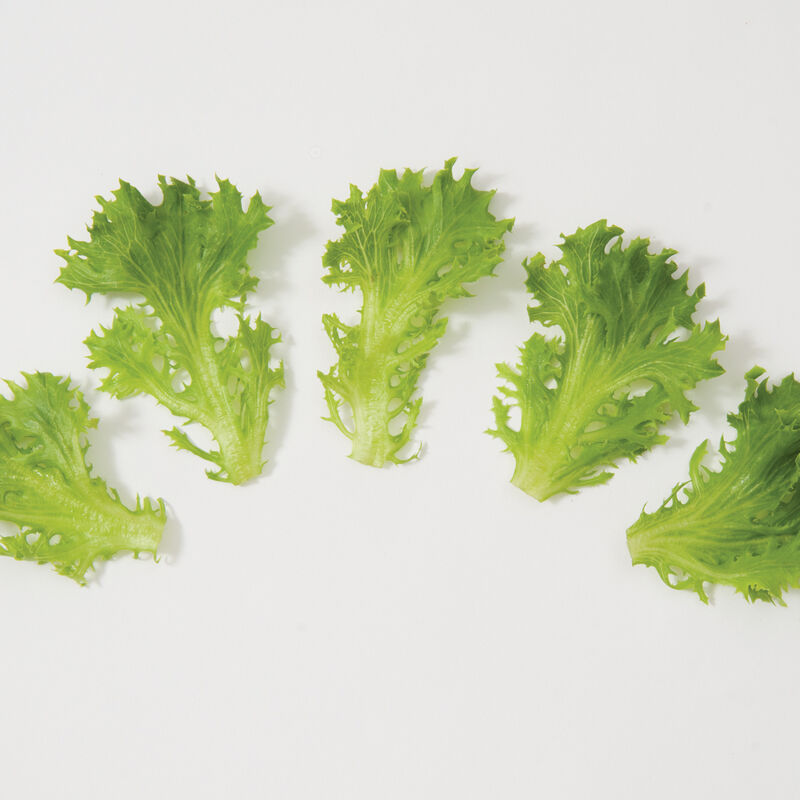 Salanova&reg; Green Sweet Crisp Salanova&reg; Lettuce