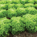 Salanova&reg; Green Incised Salanova&reg; Lettuce