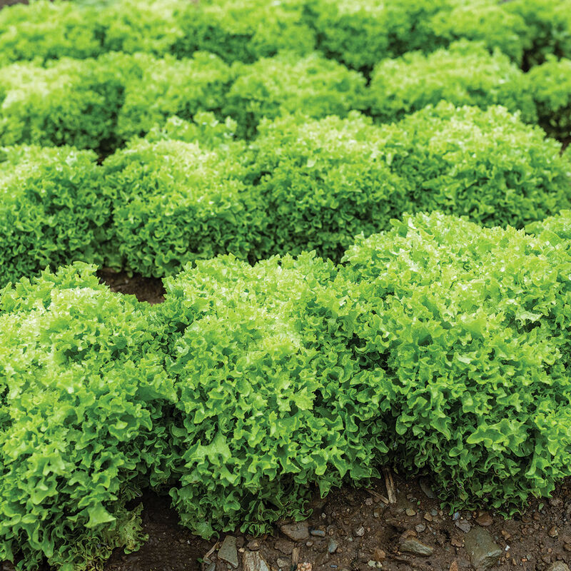 Salanova&reg; Green Incised Salanova&reg; Lettuce