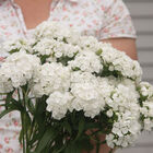 Sweet&trade; White Dianthus (Sweet William)