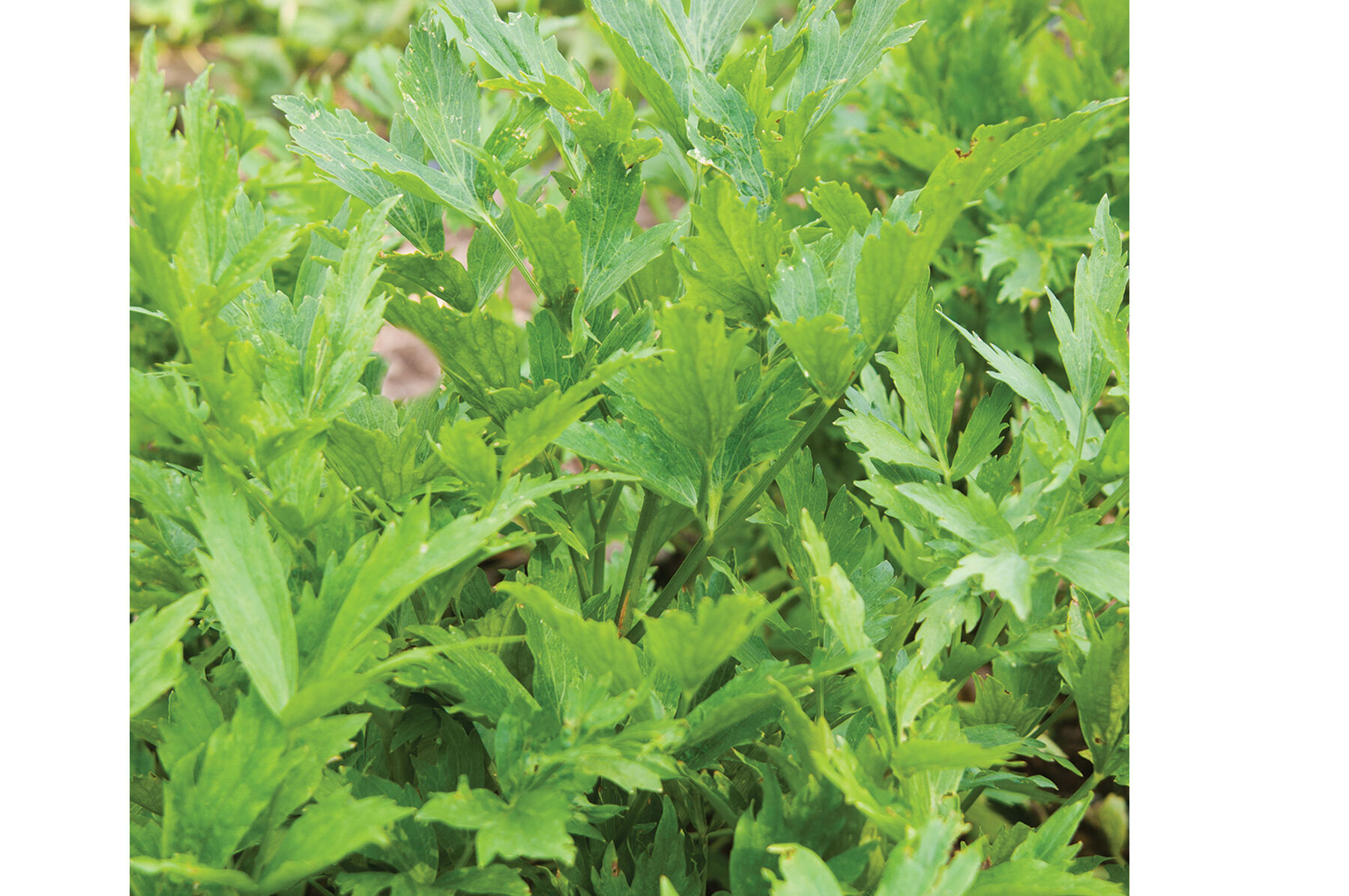 Lovage Lovage