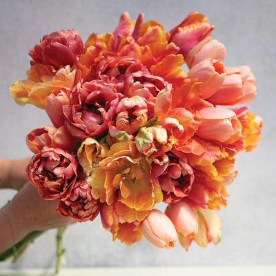Peaches & Cream Set Tulips