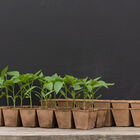 12 Cell Fertil Pots Strip &ndash; 64 Count Biodegradable Pots