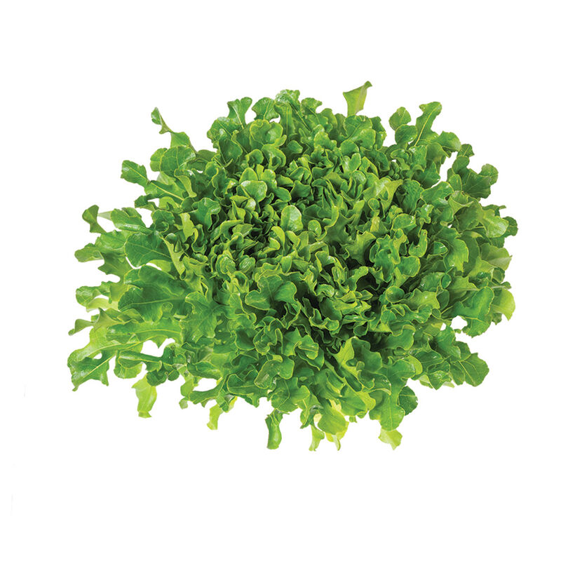 Salanova&reg; Green Upright Oak Salanova&reg; Lettuce