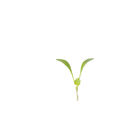 Cilantro, Moroccan Microgreen Vegetables