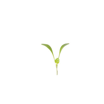 Cilantro, Moroccan Microgreen Vegetables