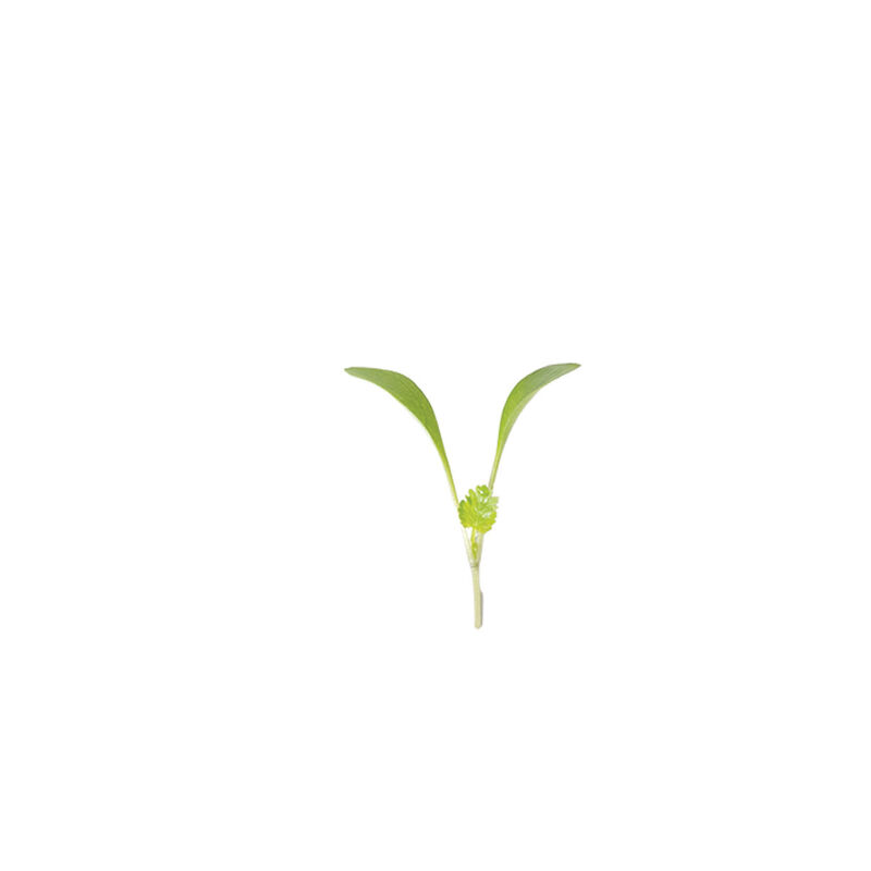 Cilantro, Moroccan Microgreen Vegetables