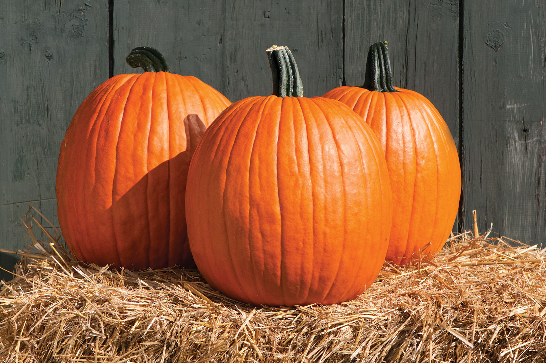 Cargo PMR Pumpkins