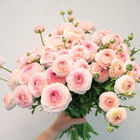 Romance&trade; Seine&reg; Ranunculus