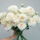 Romance&trade; Courchevel&reg; Ranunculus