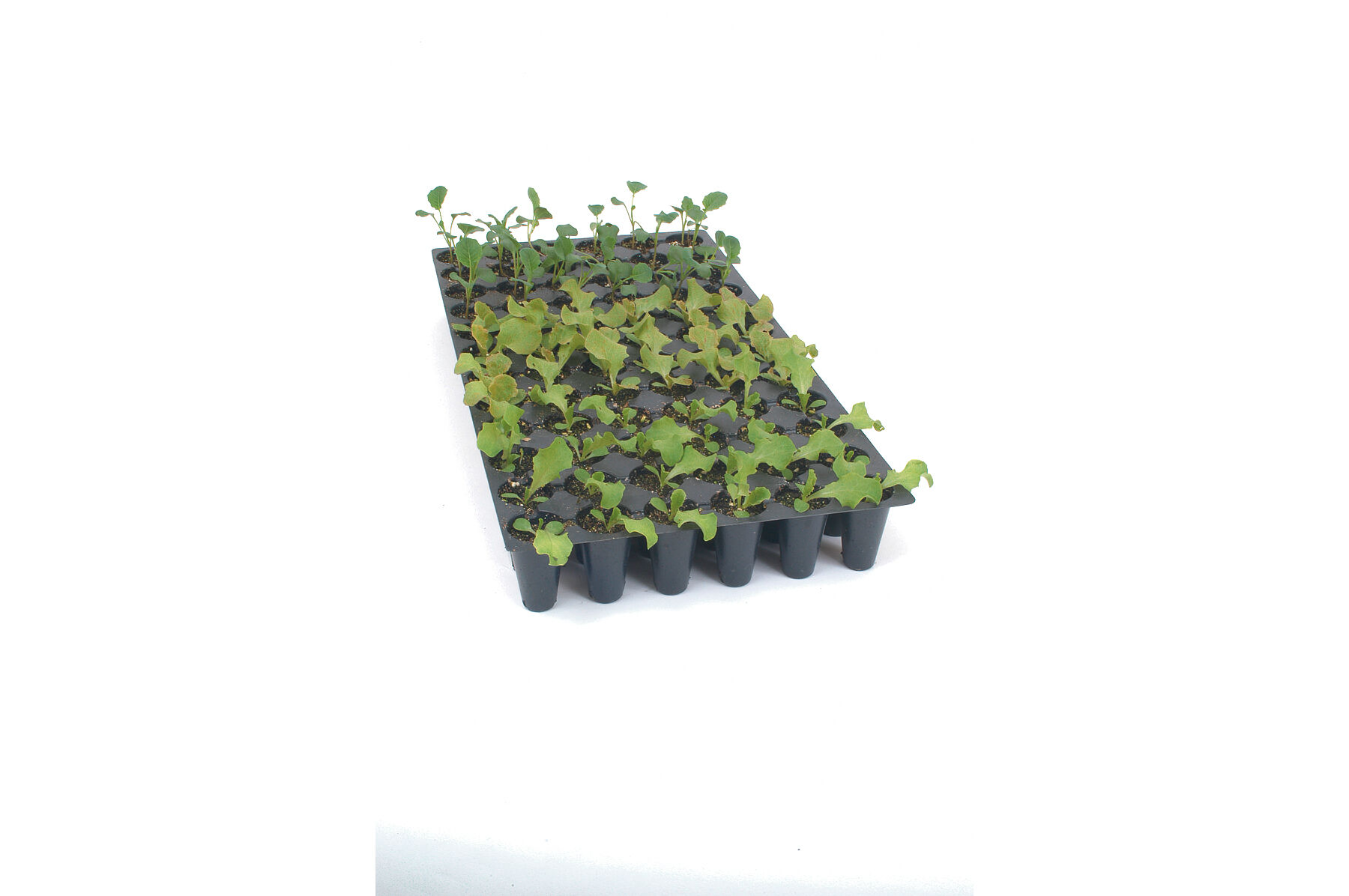 Pro-Tray 72 Cell Flats &ndash; 5 Count Cell Flats