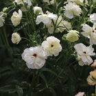 Butterfly&trade; Ninos&reg; Ranunculus