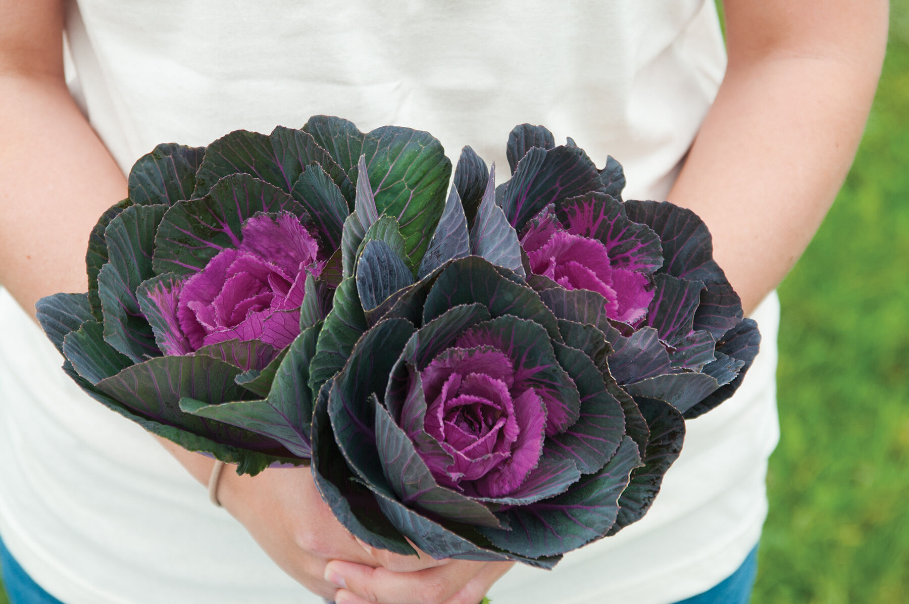 Crane Red Kale, Ornamental