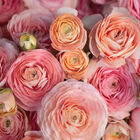 Romance&trade; Salerno&reg; Ranunculus