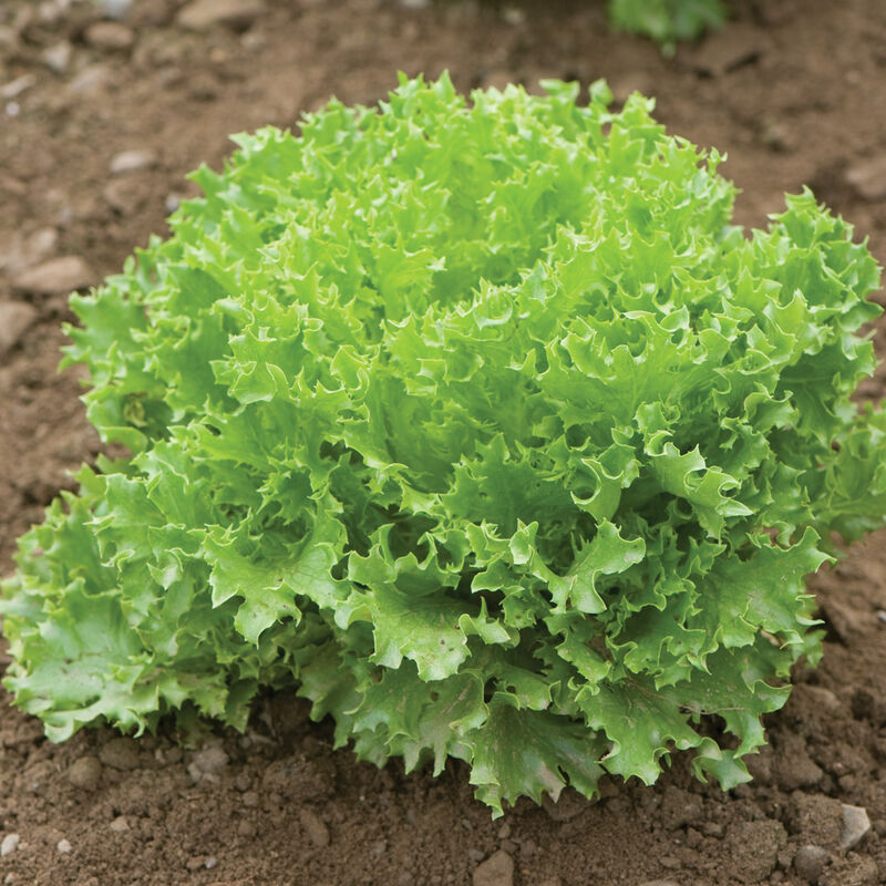 Salanova&reg; Green Sweet Crisp Salanova&reg; Lettuce