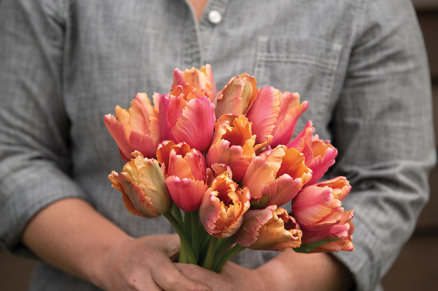 Amazing Parrot Tulips
