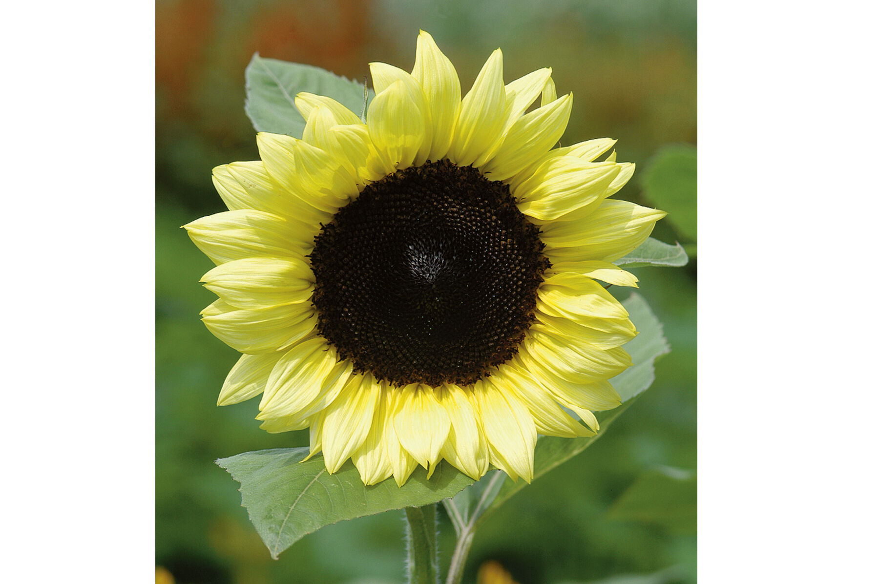 ProCut&reg; Lemon Tall Sunflowers
