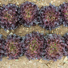 Salanova&reg; Red Oakleaf Salanova&reg; Lettuce
