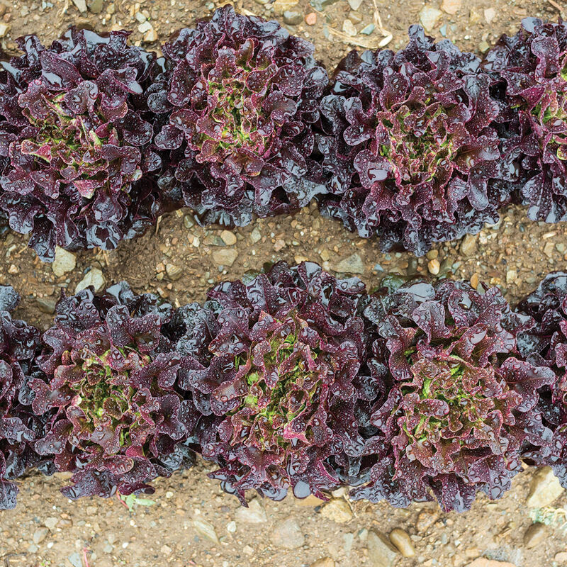 Salanova&reg; Red Oakleaf Salanova&reg; Lettuce