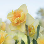 Bellabombe Narcissus (Daffodil)